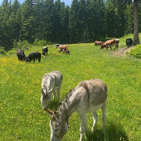 Alpesi faház Vierlauchen